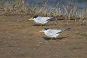 Yellow-billed Tern, Lagoa do Peixe, Rio Grande do Sul, Brazil, August 2004 - click for larger image