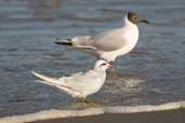 Snowy-crowned Tern with Brown-hooded Gull, Cassino, Rio Grande do Sul, Brazil, August 2004 - click for larger image