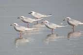 Snowy-crowned Tern, Lagoa do Peixe, Rio Grande do Sul, Brazil, August 2004 - click for larger image