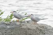 Snowy-crowned Tern, Lago Villarica, Chile, November 2005 - click for larger image