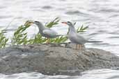 Snowy-crowned Tern, Lago Villarica, Chile, November 2005 - click for larger image