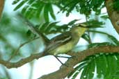 Greater Wagtail-tyrant, Mocambinho, Minas Gerais, Brazil, February 2002 - click for larger image