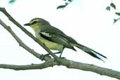 Greater Wagtail-tyrant, Mocambinho, Minas Gerais, Brazil, February 2002 - click for larger image