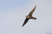 Biscutate Swift, Lençois, Chapada Diamantina, Bahia, Brazil, October 2008 - click for larger image