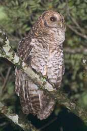 Rusty-barred Owl, Intervales, São Paulo, Brazil, April 2004 - click for larger image
