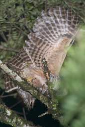 Rusty-barred Owl, Intervales, São Paulo, Brazil, April 2004 - click for larger image