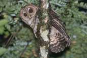 Rusty-barred Owl, Intervales, São Paulo, Brazil, April 2004 - click for larger image