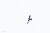 Chestnut-collared Swift, Rio Blanco, Caldas, Colombia, April 2012 - click for larger image