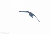 Chestnut-collared Swift, Rio Blanco, Caldas, Colombia, April 2012 - click for larger image