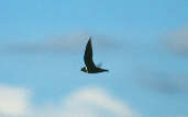 White-collared Swift, Canastra, Minas Gerais, Brazil, April 2001 - click for larger image