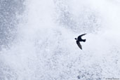 White-collared Swift, Fazenda Michelin, Ituberá, Bahia, Brazil, November 2008 - click for larger image