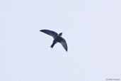 White-collared Swift, Fazenda Michelin, Ituberá, Bahia, Brazil, November 2008 - click for larger image