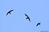 White-collared Swift, Roatan, Honduras, March 2015 - click for larger image