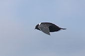 White-collared Swift, Abra Barra Negro, Cajamarca, Peru, October 2018 - click for larger image