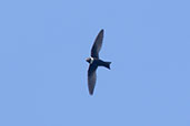 White-collared Swift, Wildsumaco Lodge, Ecuador, November 2019 - click for larger image