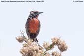 Male  Peruvian Meadow-lark, Lluta Valley, Chile, February 2007 - click for larger image