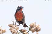 Male  Peruvian Meadow-lark, Lluta Valley, Chile, February 2007 - click for larger image