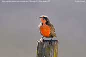 Male  Long-tailed Meadow-lark, Fary Jorge N.P., Chile, January 2007 - click for larger image