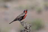 Male  Long-tailed Meadow-lark, Cajon del Maipo, Chile, November 2005 - click for larger image