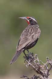 Male  Long-tailed Meadow-lark, Cajon del Maipo, Chile, November 2005 - click for larger image