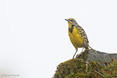 Eastern Meadowlark, Chingaza, Cundinamarca, Colombia, April 2012 - click for larger image