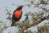 Male White-browed Blackbird, Barra do Quaraí, Rio Grande do Sul, Brazil, August 2004 - click for larger image