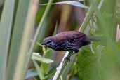 Female Parana Antwren, Biritiba-Mirim, São Paulo, Brazil, October 2005 - click for larger image