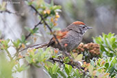 Silvery-throated Spinetail, Montana del Oso, Cundinamarca, Colombia, April 2012 - click for larger image