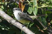 Chapada Flycatcher, Vila Bela de Santíssima Trindade, Mato Grosso, Brazil, March 2003 - click for larger image