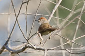 Pale-breasted Spinetail, Camaçari, Bahia, Brazil, November 2008 - click for larger image