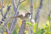 Pale-breasted Spinetail, Camaçari, Bahia, Brazil, November 2008 - click for larger image