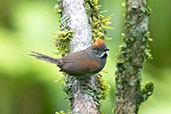 Dark-breasted Spinetail, Llanteria, San Martin, Peru, October 2018 - click for a larger image