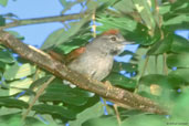 Pale-breasted Spinetail, Roraima, Brazil, July 2001 - click for larger image