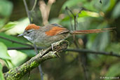 Azara's Spinetail, Otun-Quimbaya, Risaralda, Colombia, April 2012 - click for larger image