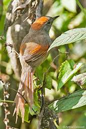 Azara's Spinetail, Otun-Quimbaya, Risaralda, Colombia, April 2012 - click for larger image