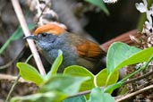 Bahia Spinetail, Boa Nova, Bahia, Brazil, October 2008 - click for larger image