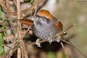 Bahia Spinetail, Boa Nova, Bahia, Brazil, October 2008 - click for larger image