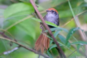 Bahia Spinetail, Boa Nova, Bahia, Brazil, July 2002 - click for larger image