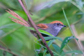 Bahia Spinetail, Boa Nova, Bahia, Brazil, July 2002 - click for larger image