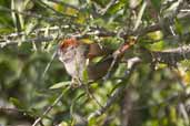 Sooty-fronted Spinetail, Barra do Quaraí, Rio Grande do Sul, Brazil, August 2004 - click for larger image