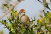 Sooty-fronted Spinetail, Barra do Quaraí, Rio Grande do Sul, Brazil, August 2004 - click for larger image