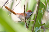 Sooty-fronted Spinetail, Serra de Baturité, Ceará, Brazil, October 2008 - click for larger image