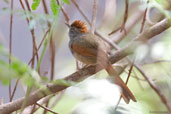 Sooty-fronted Spinetail, Chapada Diamantina, Bahia, Brazil, October 2008 - click for larger image