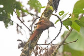 Dusky Spinetail, Llanteria, San Martin, Peru, October 2018 - click for a larger image