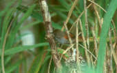 White-bellied Spinetail, Marchantaria Island, Amazonas, Brazil, July 2001 - click for a larger image