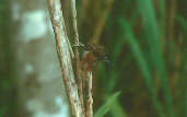 White-bellied Spinetail, Marchantaria Island, Amazonas, Brazil, July 2001 - click for a larger image