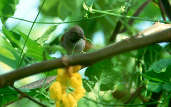 White-bellied Spinetail, Marchantaria Island, Amazonas, Brazil, July 2001 - click for a larger image