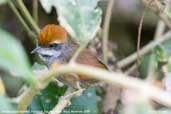 Rufous-capped  Spinetail, Parque do Zizo, São Paulo, Brazil, November 2006 - click for larger image