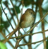 Araguaia Spinetail, Caseara, Tocantins, Brazil, January 2002 - click for larger image
