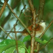 Araguaia Spinetail, Caseara, Tocantins, Brazil, January 2002 - click for larger image